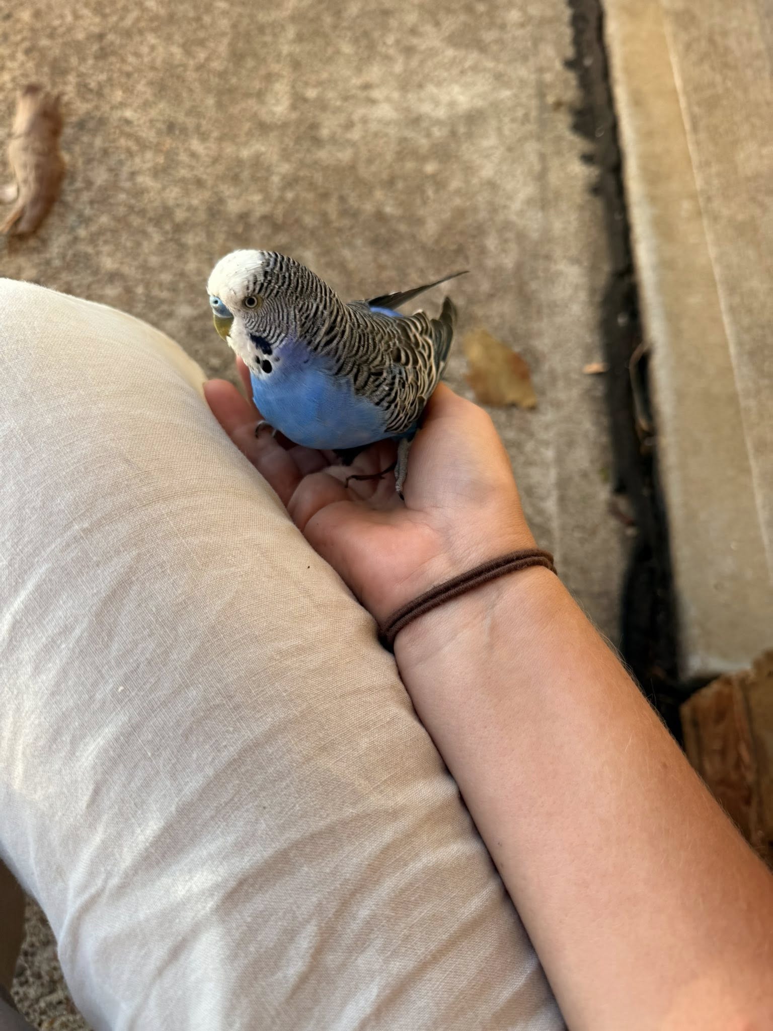 Tame budgie perching on hand UK owner