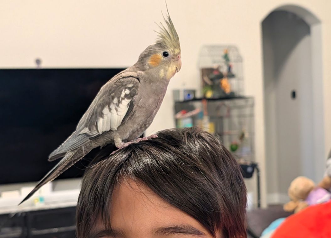 Tame cockatiel sitting on UK owner shoulder bonded