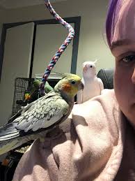 Tame cockatiel sitting on owners shoulder