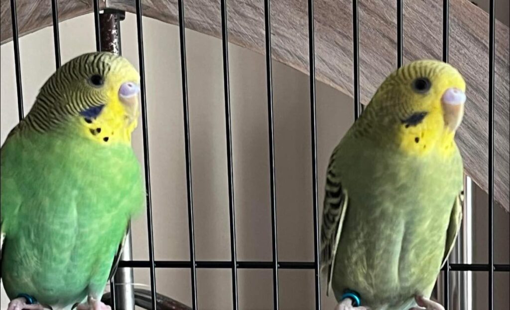 Two budgie cages side by side introduction process