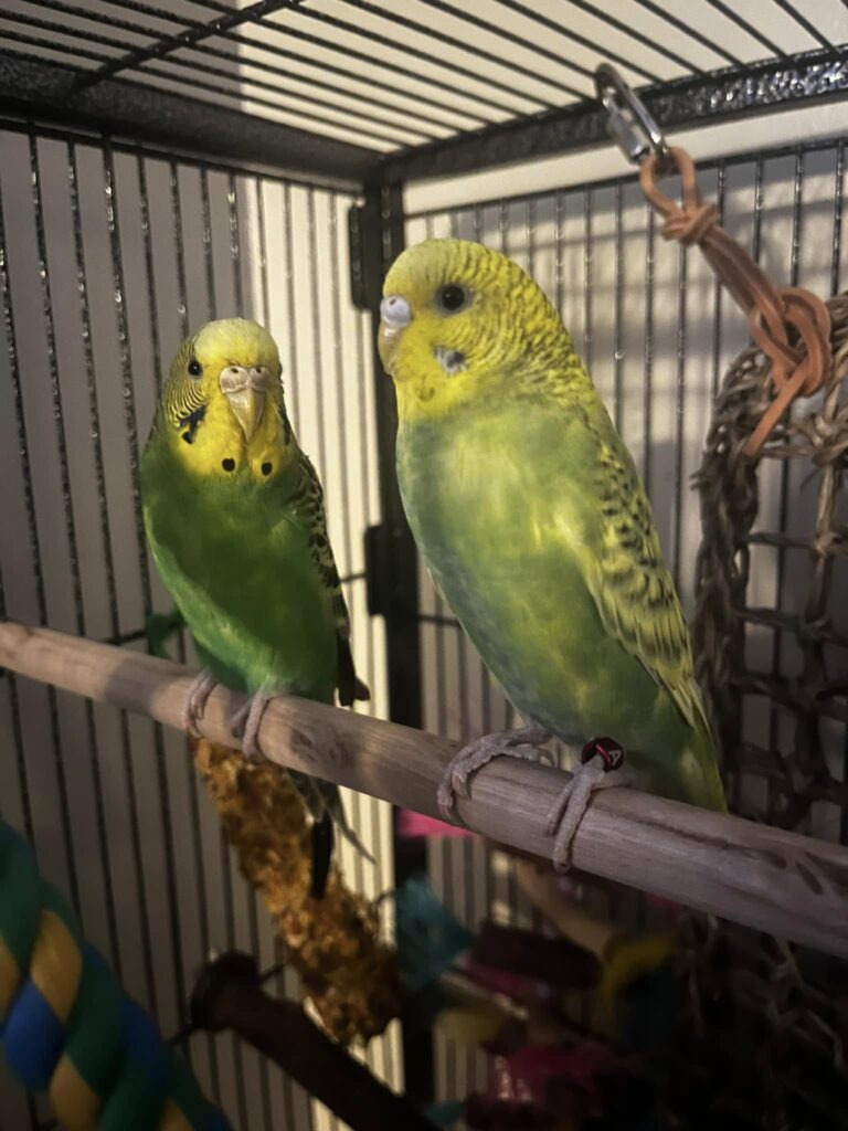 Two budgies allopreening on perch together