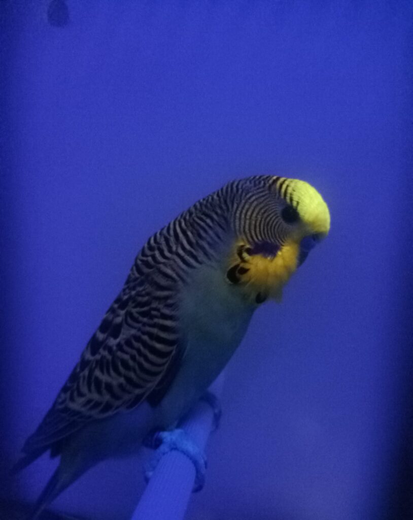 Two budgies displaying plumage UV vision