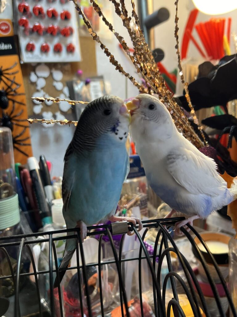 Two budgies sitting happily together on perch in UK home