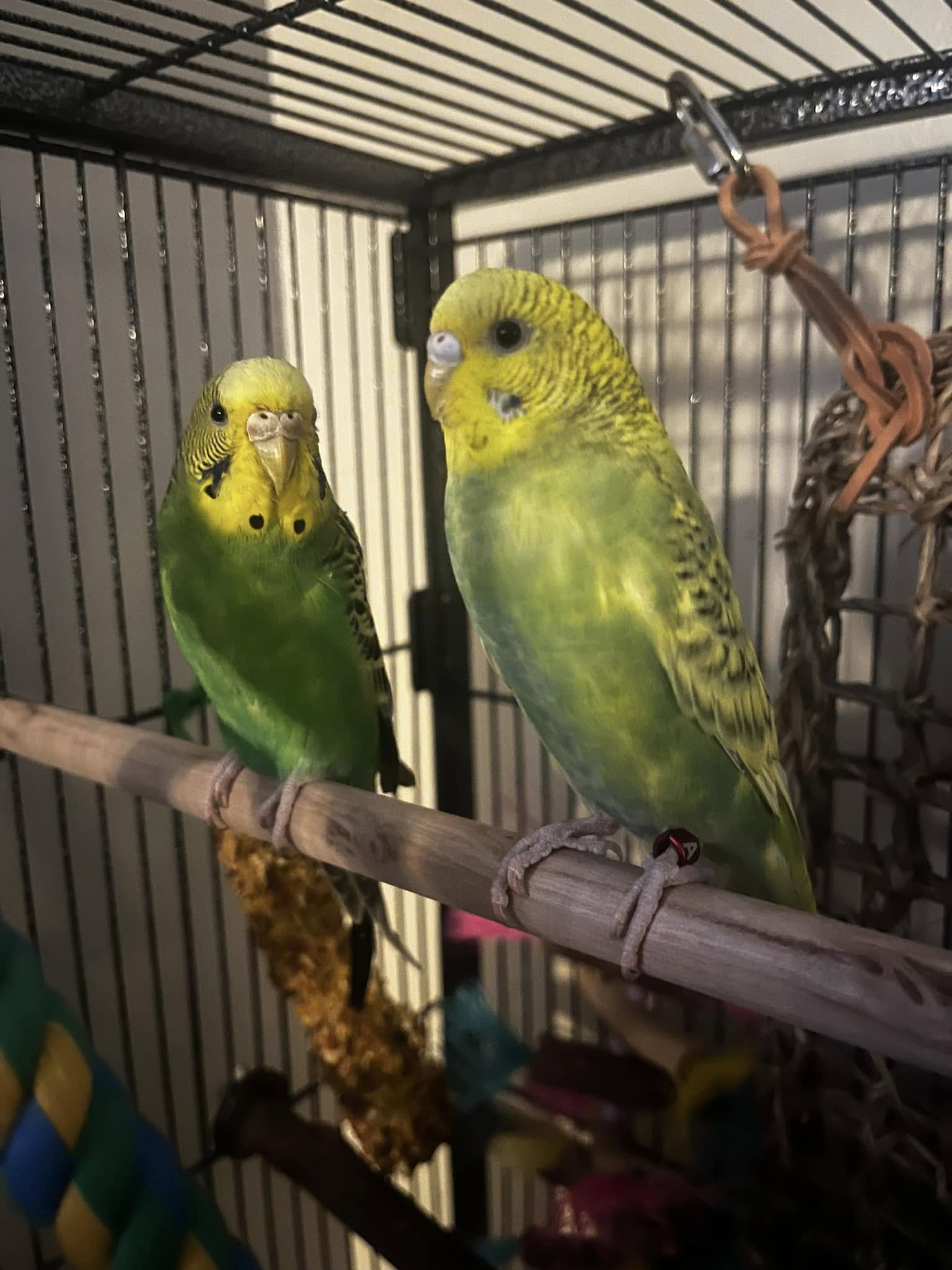 Two budgies sitting together on a perch