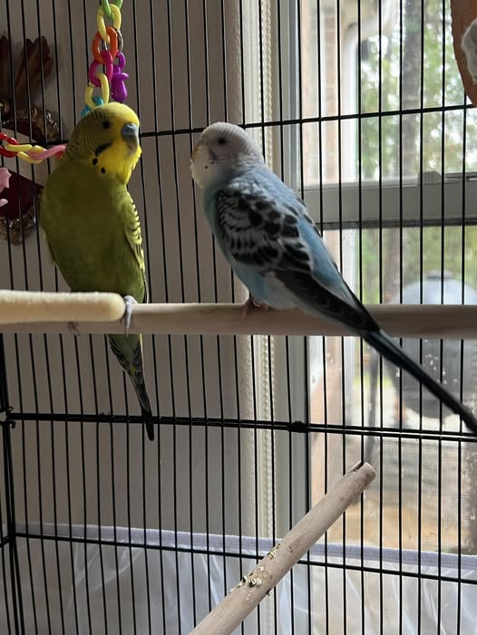 Two budgies sitting together on a perch