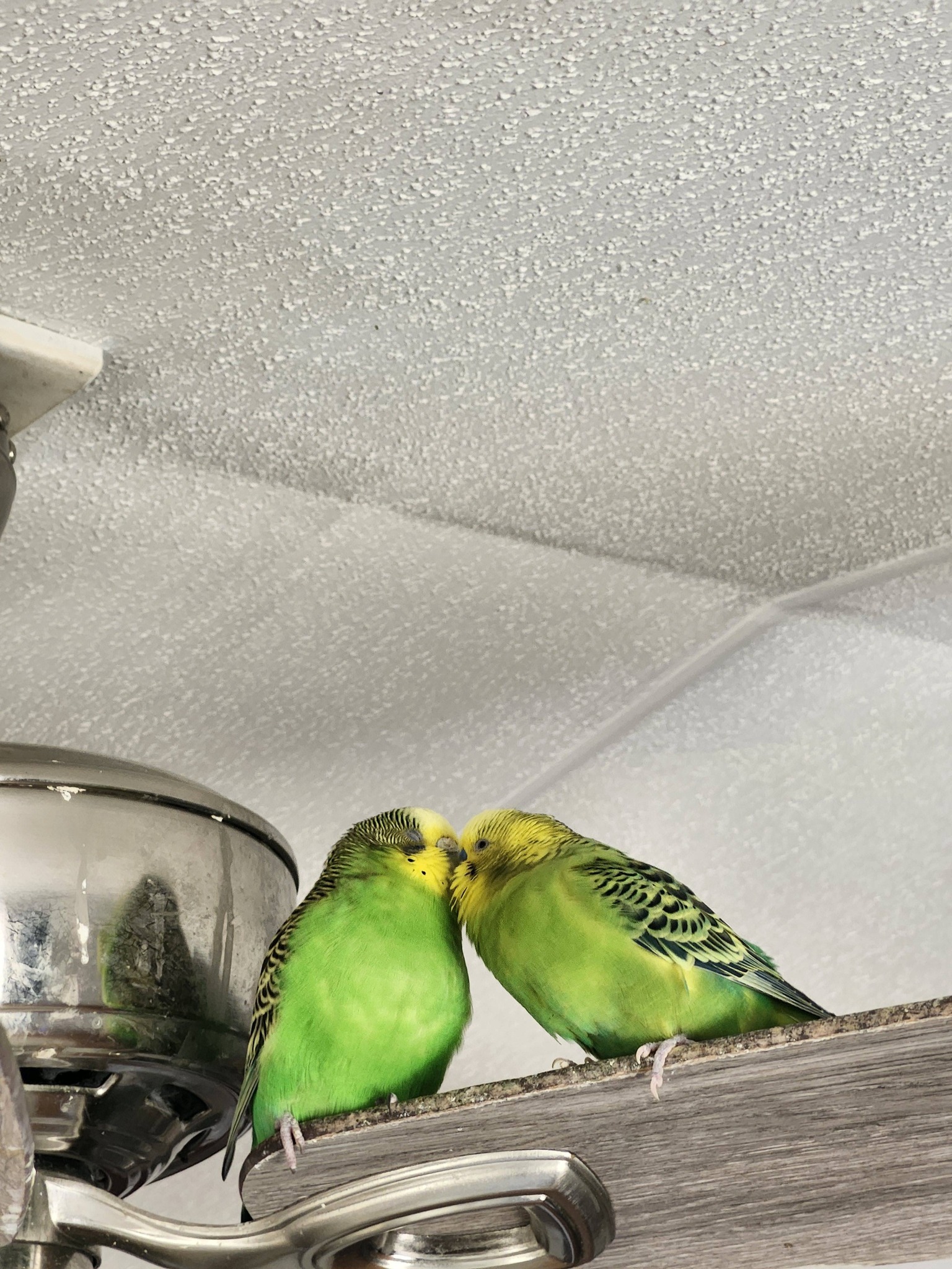 Two budgies sitting together on perch