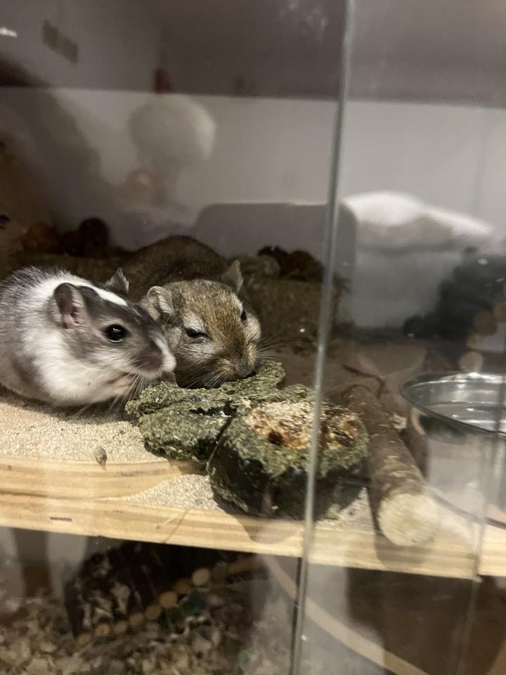 Two gerbils sleeping curled together in bedding