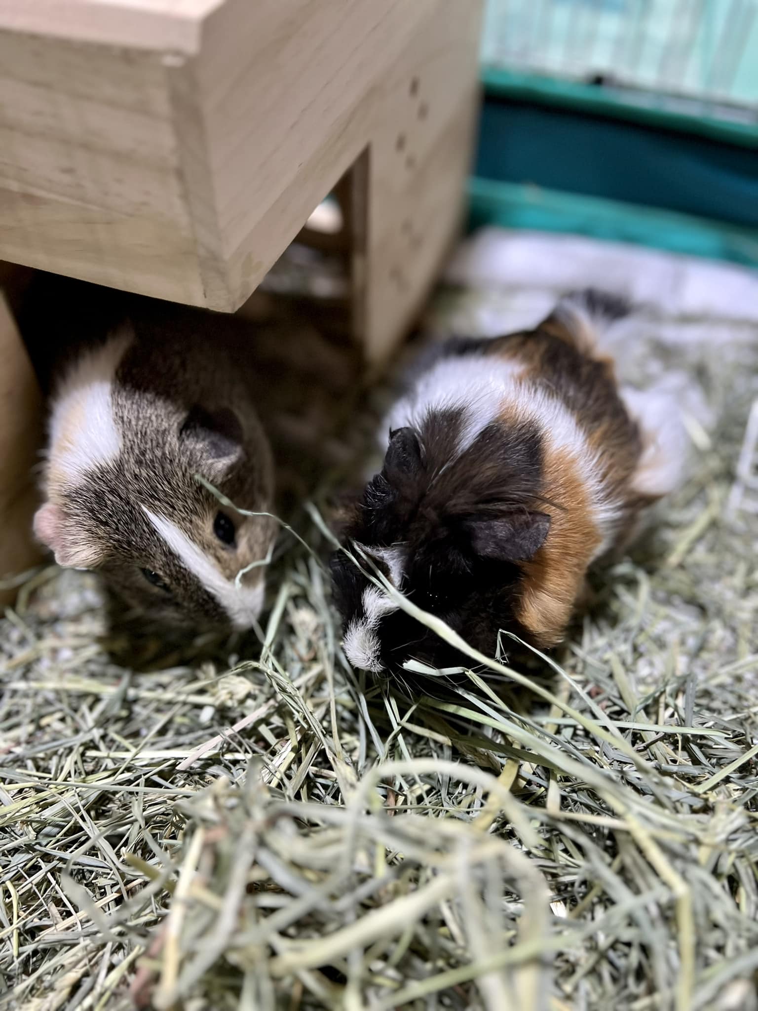 Two guinea pigs communicating together in UK enclosure