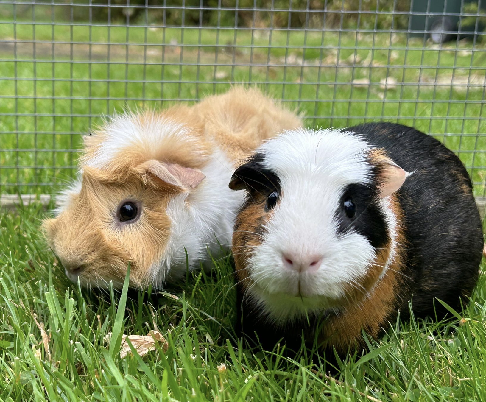 Two guinea pigs together in a UK garden enclosure