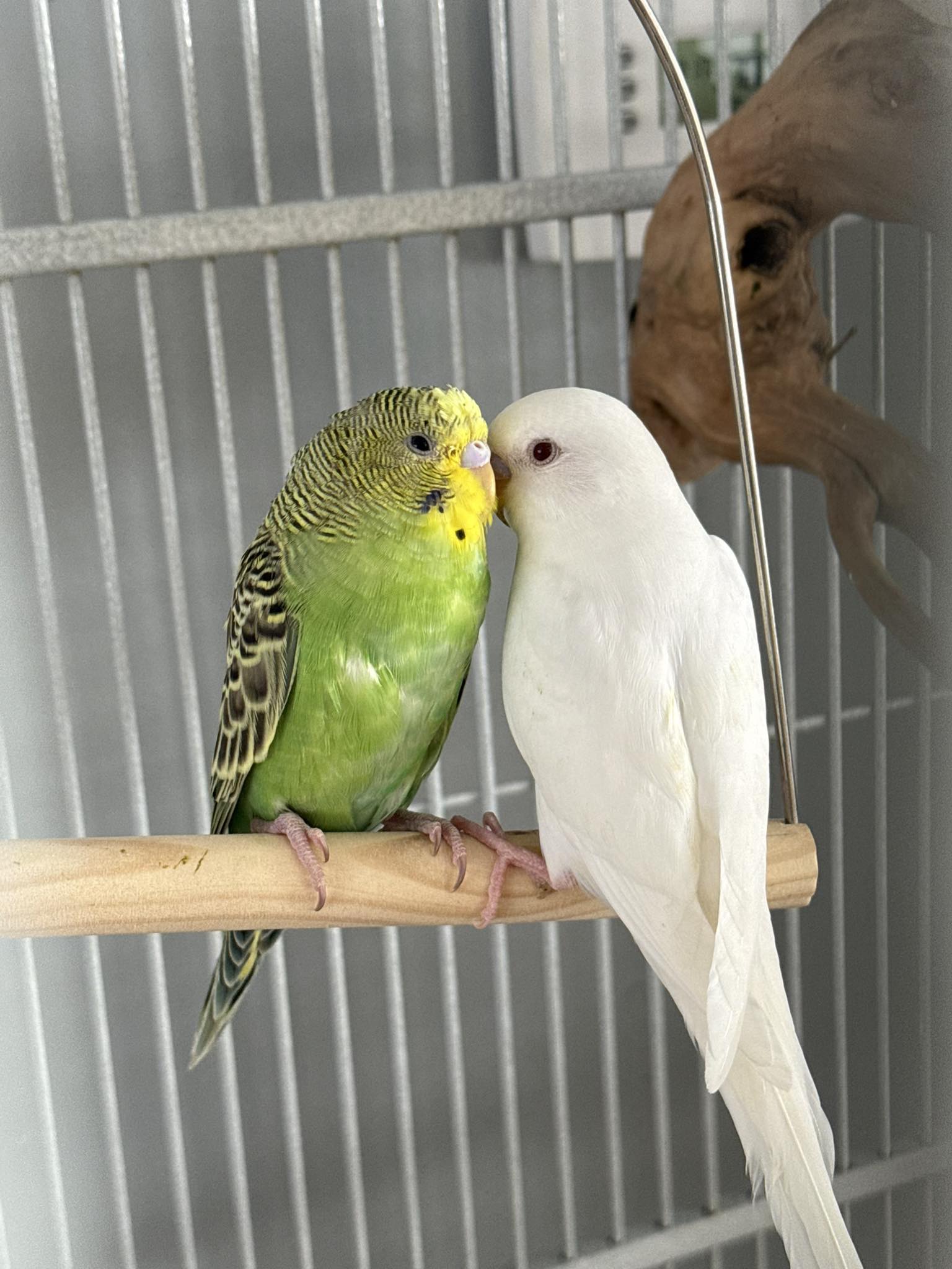 UK budgie owner checking their bird at the cage