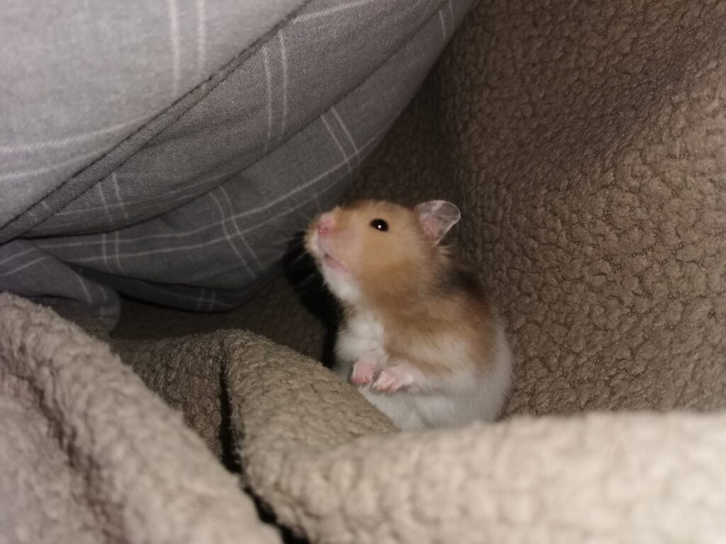 UK owner carefully checking hamster breathing torpor signs