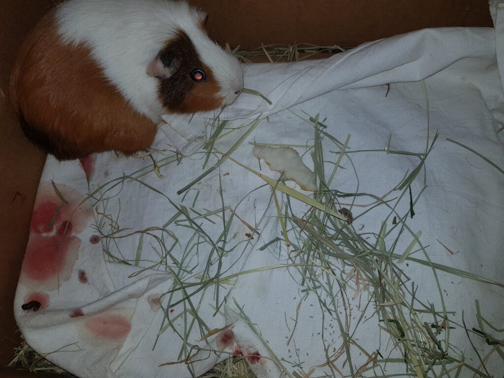 UK owner checking guinea pig health urgently at home cage 