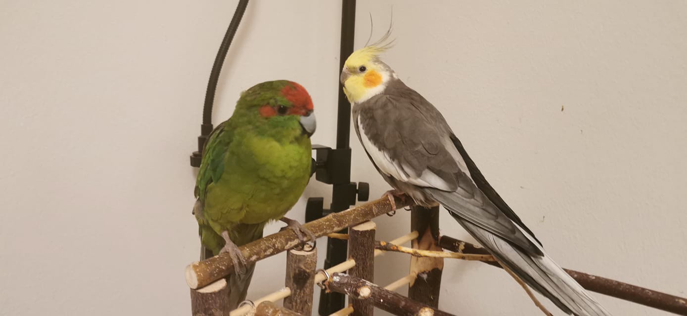 UK owner choosing pet bird at Paradise Pets shop advice