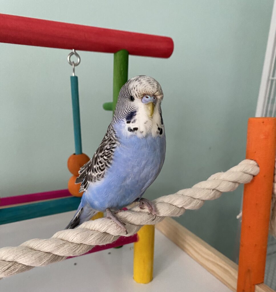 UK owner gently observing budgie foot grip step up perch