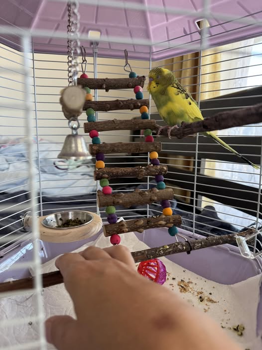 UK owner hand taming young budgie step up training