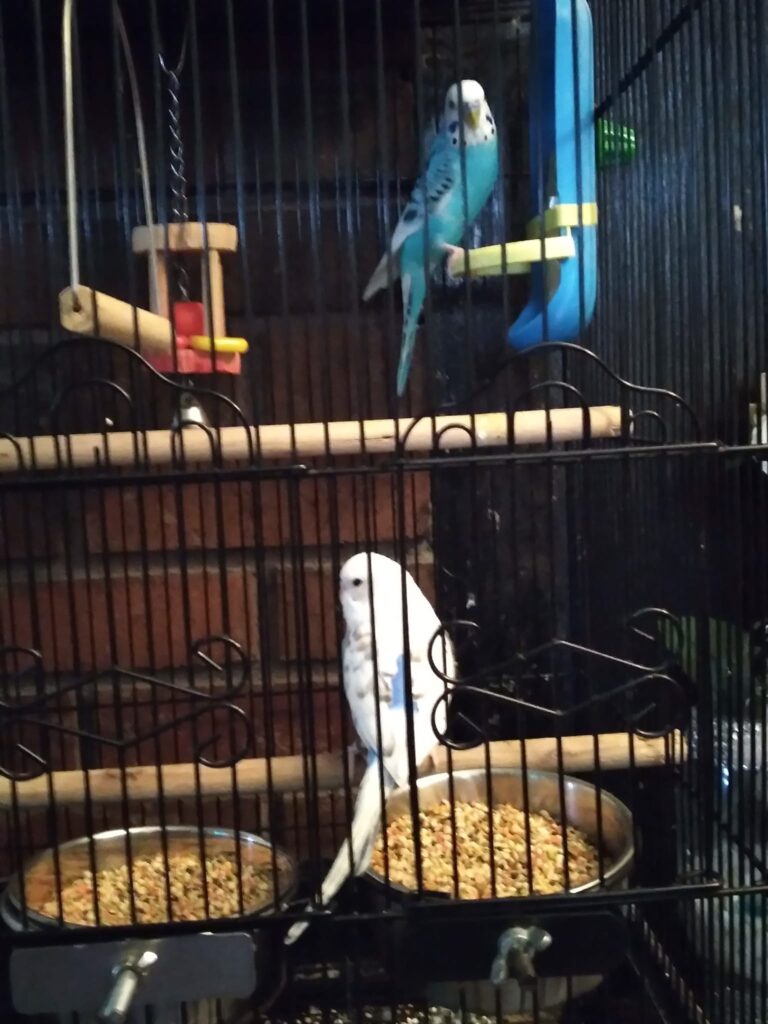UK owner observing budgie behaviour assessment health