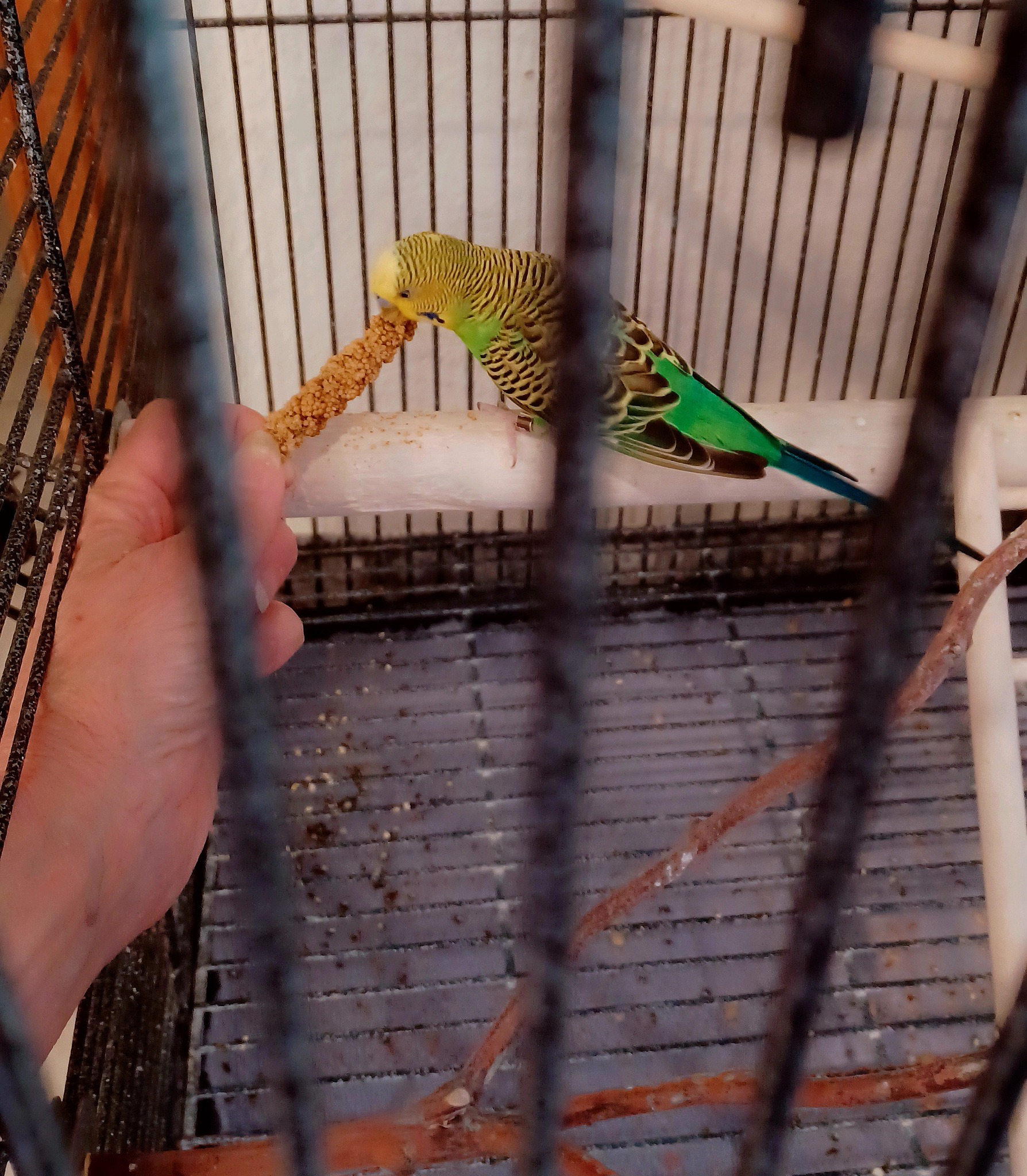 UK owner patiently taming pet bird hand training time