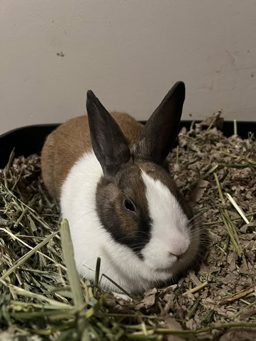 Untouched rabbit hay rack which is a sign the rabbit has not been eating