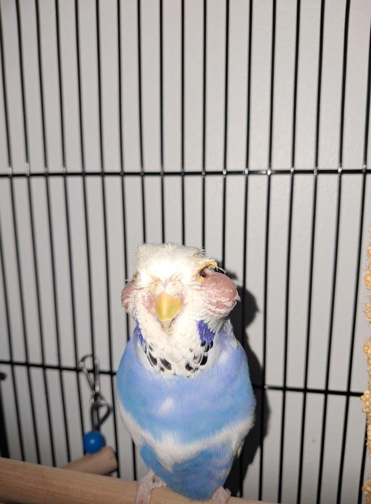 Unwell budgie showing eye changes from internal illness UK