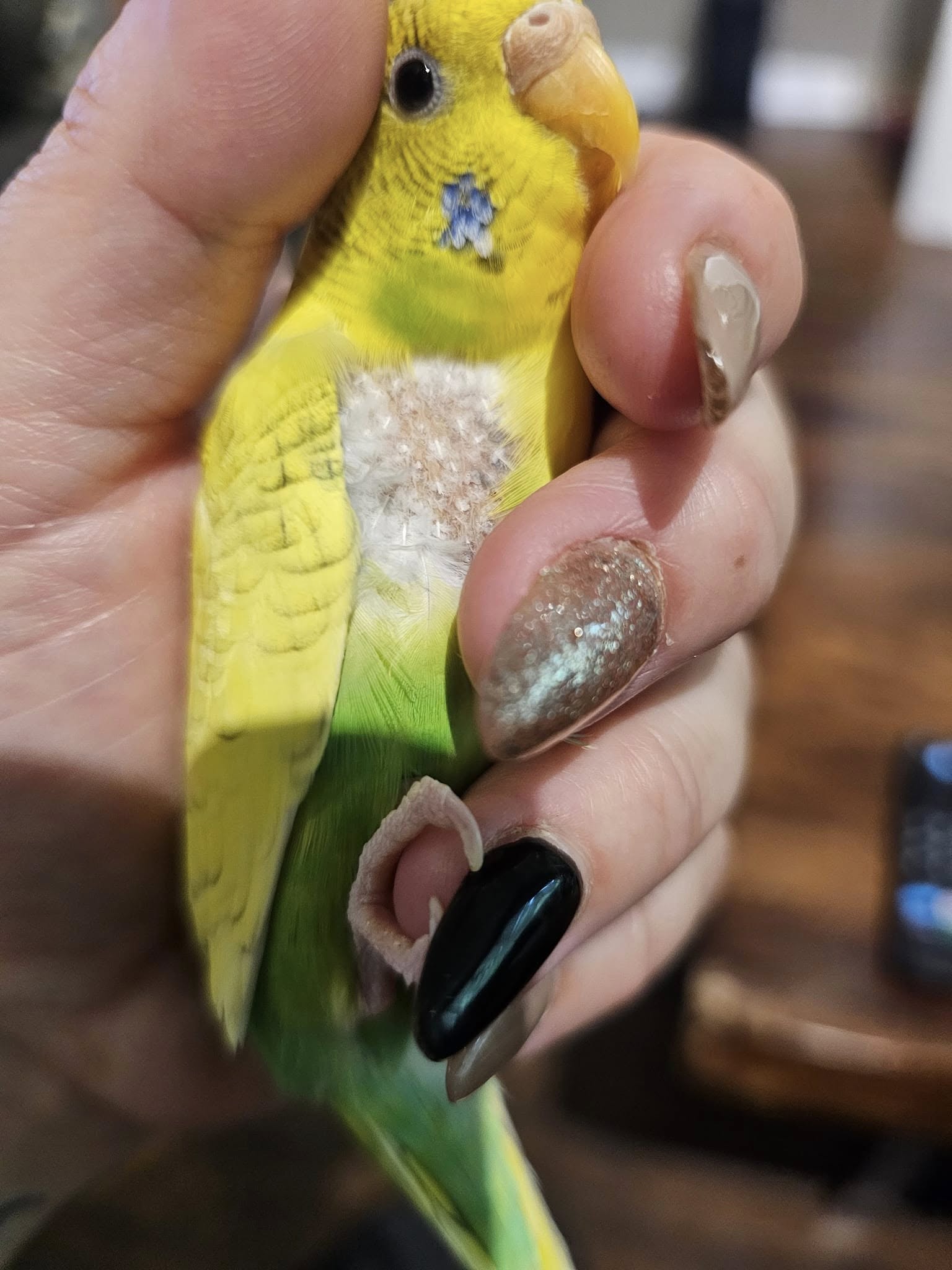 Vet examining budgie for feather plucking medical causes