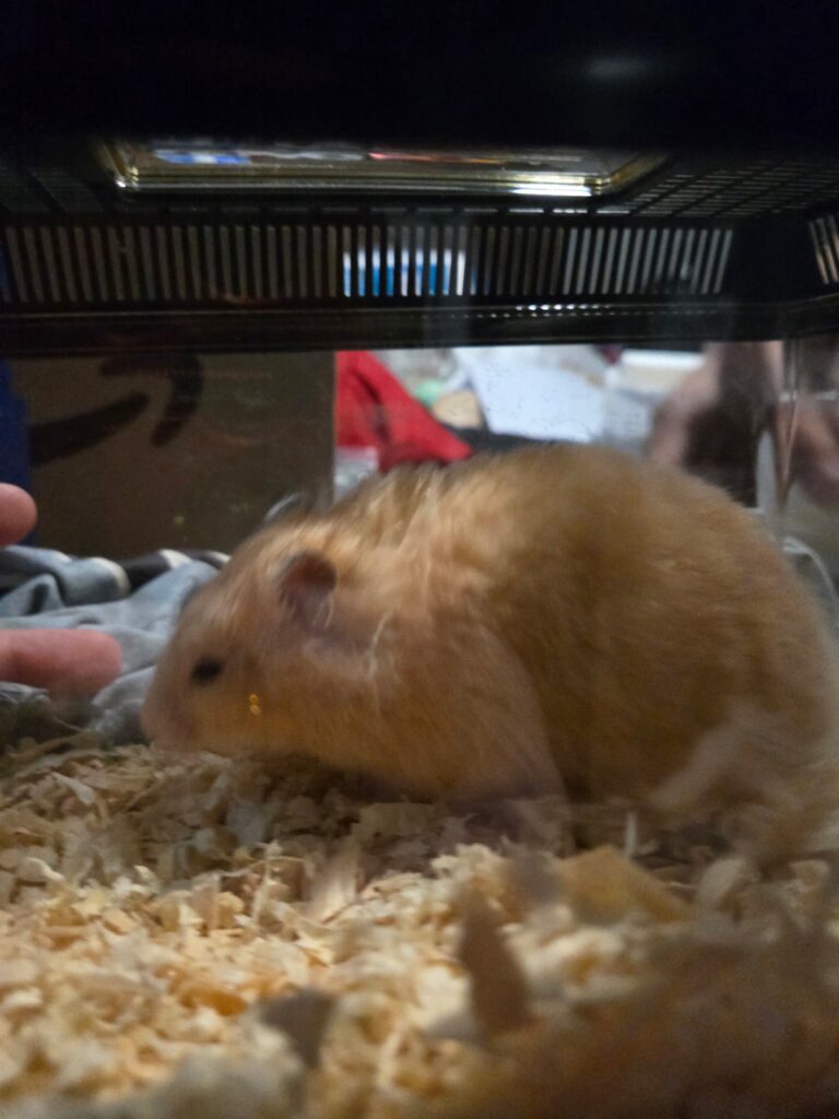 Warm cosy hamster cage setup preventing cold torpor UK
