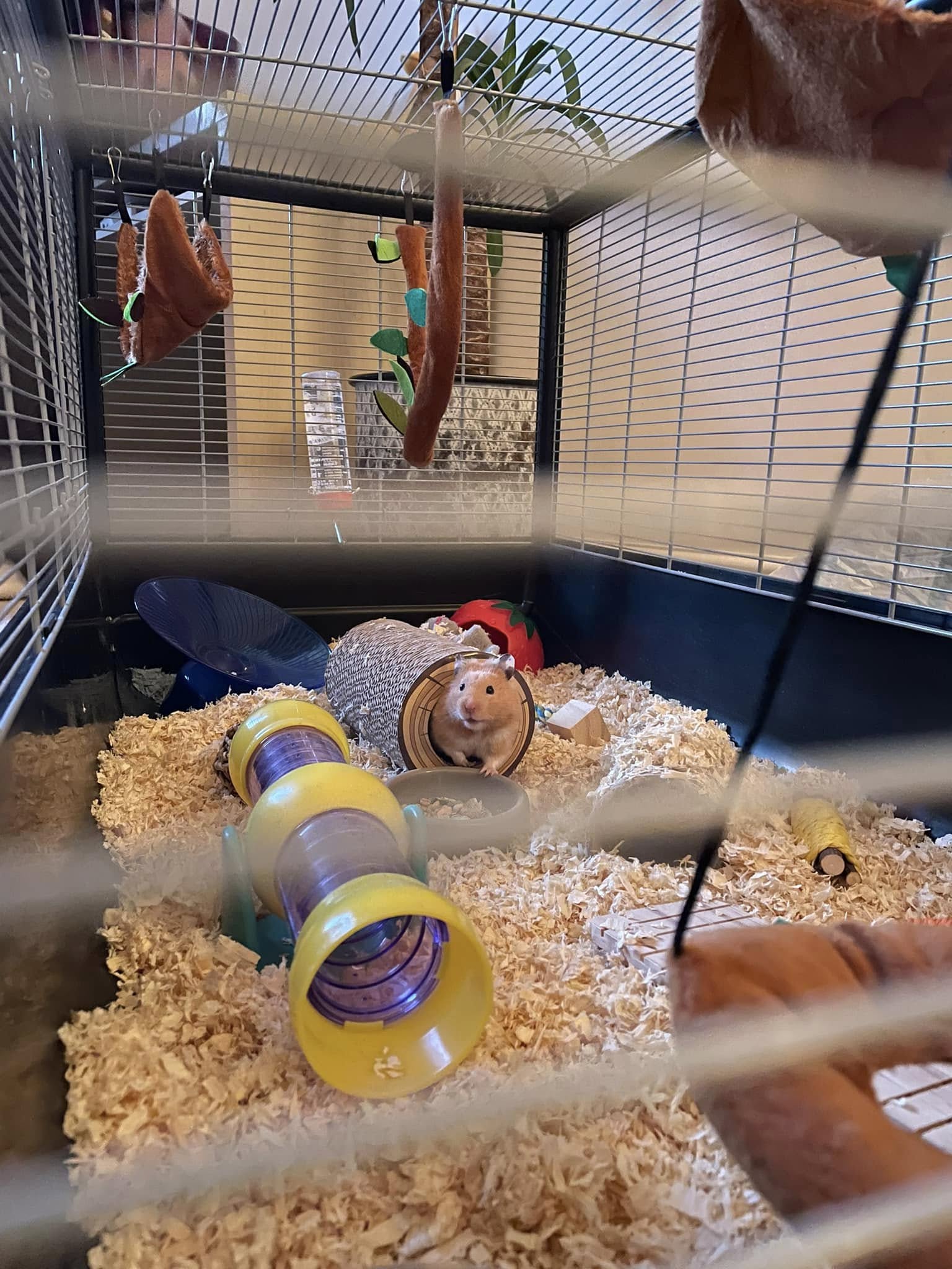Well kept hamster in large enriched cage in UK home