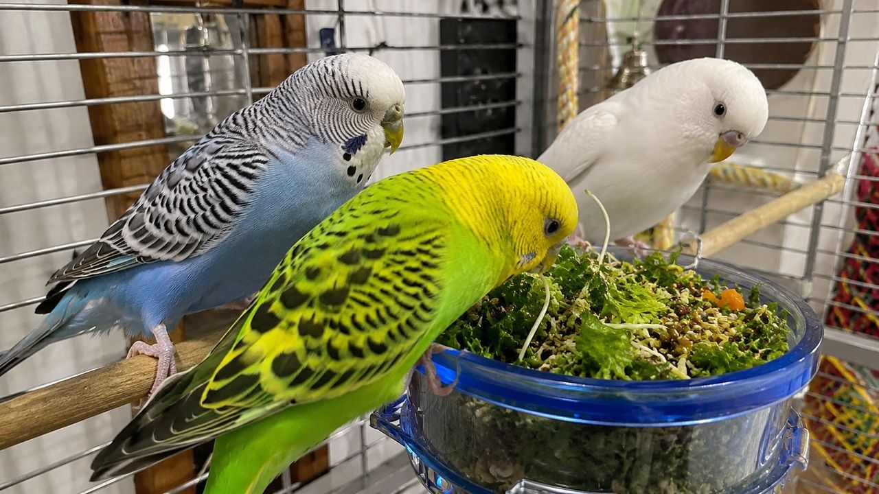 What do budgies eat UK honest feeding guide diet