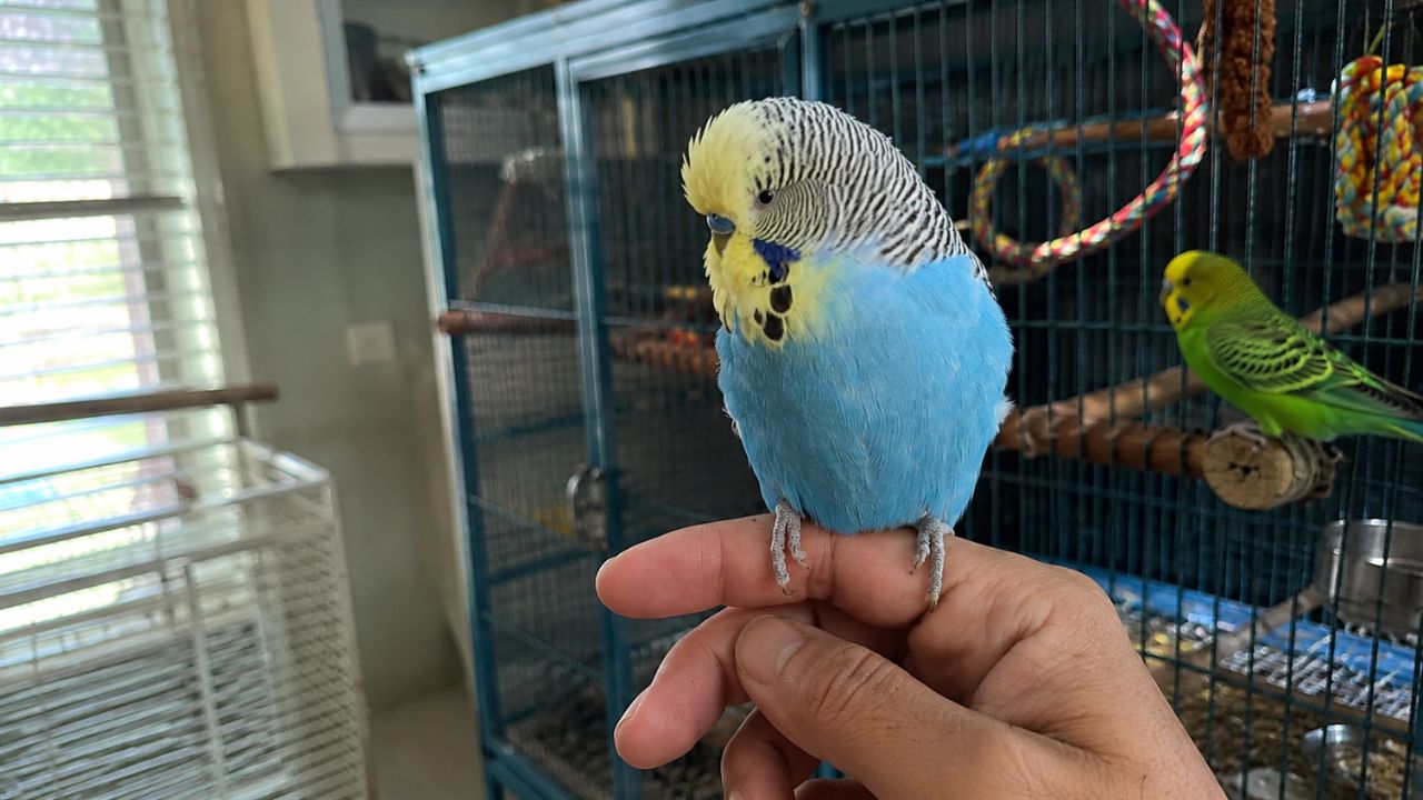 What to know before buying a pet bird UK honest guide