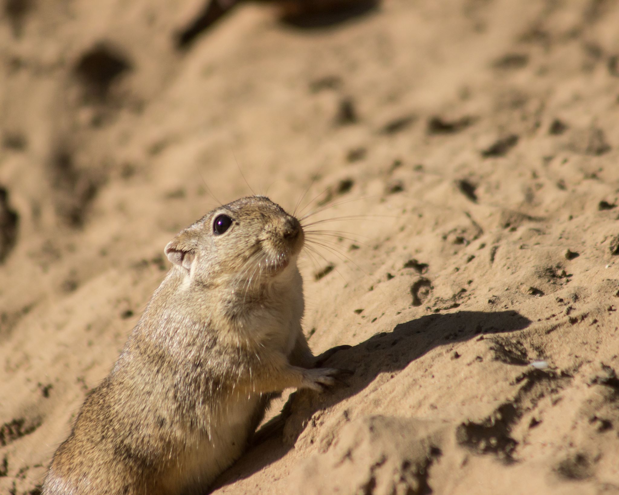 Wild Mongolian gerbil in natural desert habitat
