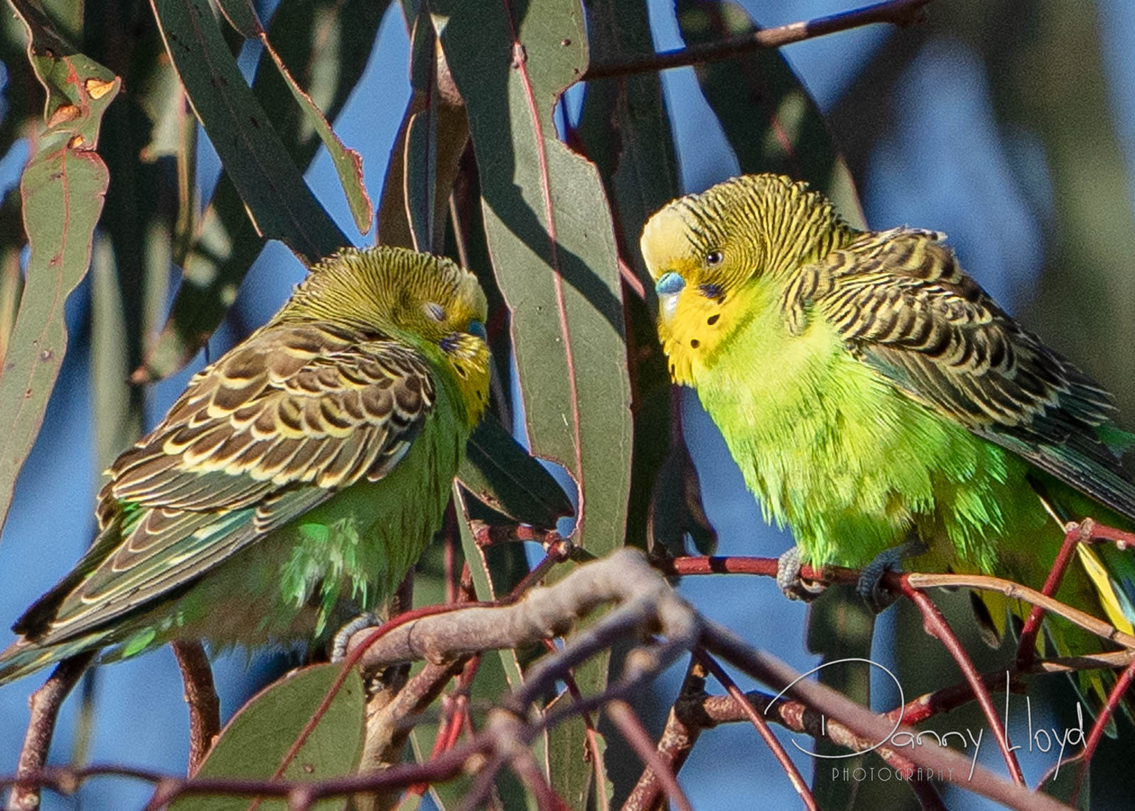 Wild budgerigars flock Australia grassland