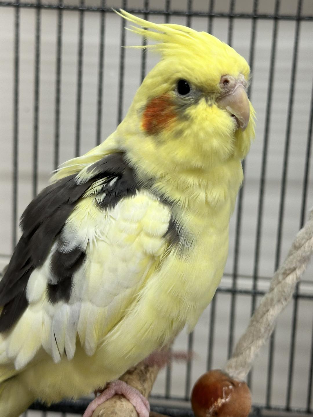 Wild cockatiels in Australian grasslands