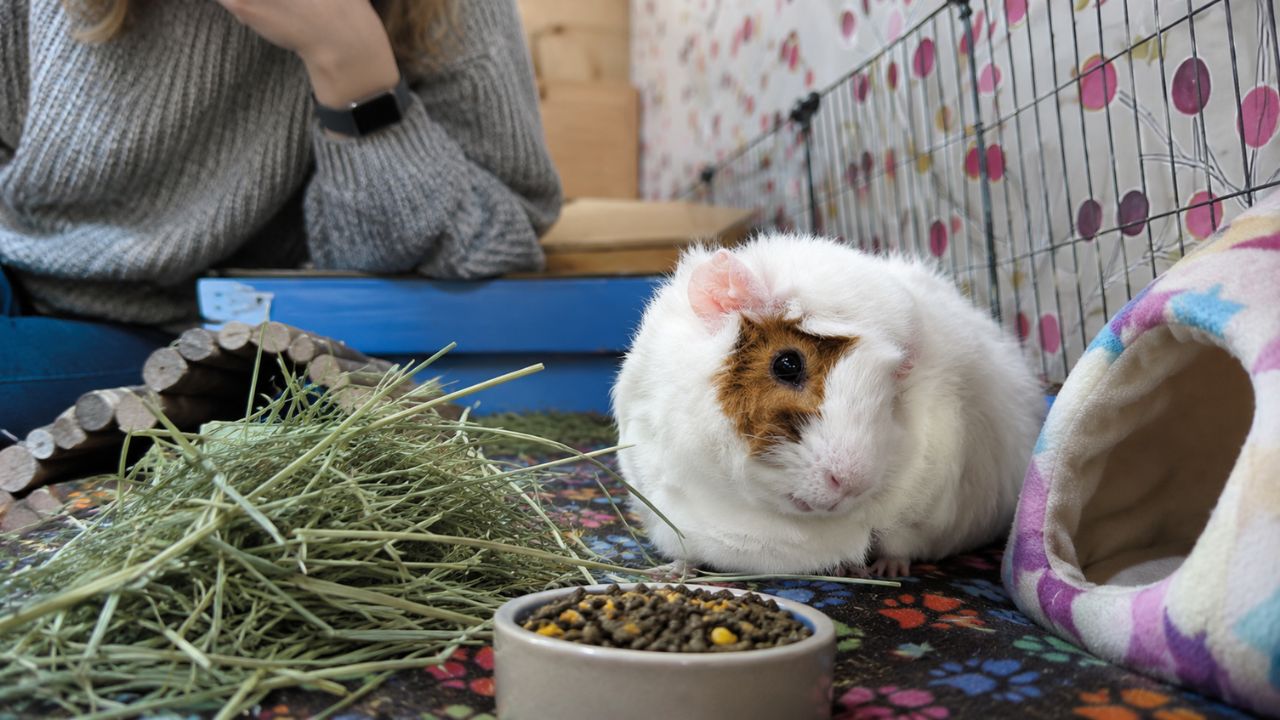 Worried guinea pig not eating UK owner urgent vet guide