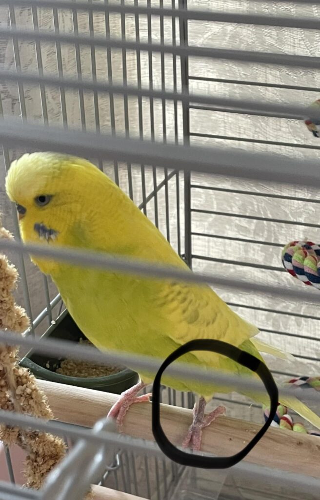 Worried owner checking budgie foot health UK assessment