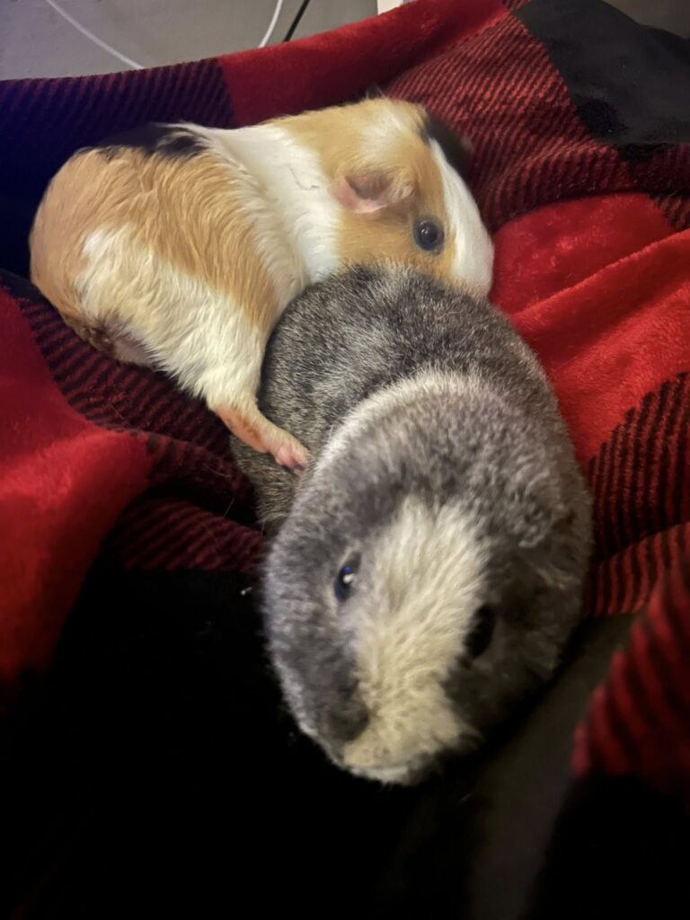 Worried owner checking guinea pig breathing health UK