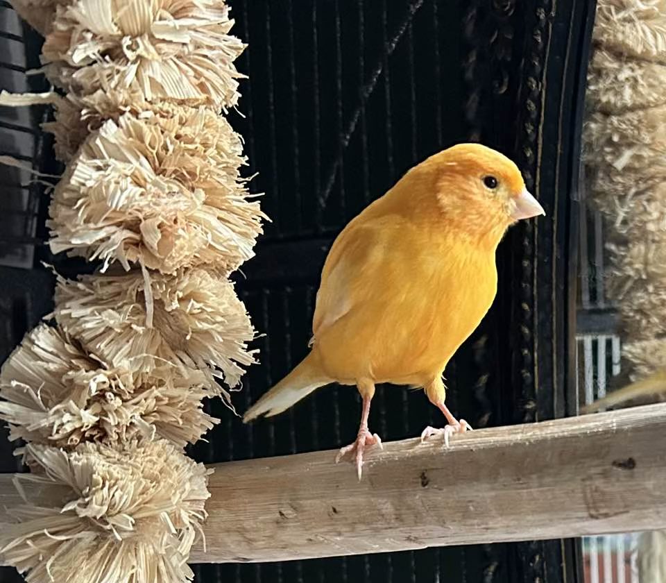 Yellow canary singing in cage UK home low maintenance bird
