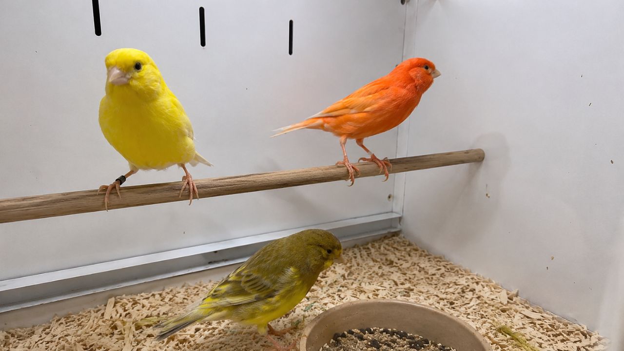 Yellow canary singing in cage at UK pet shop