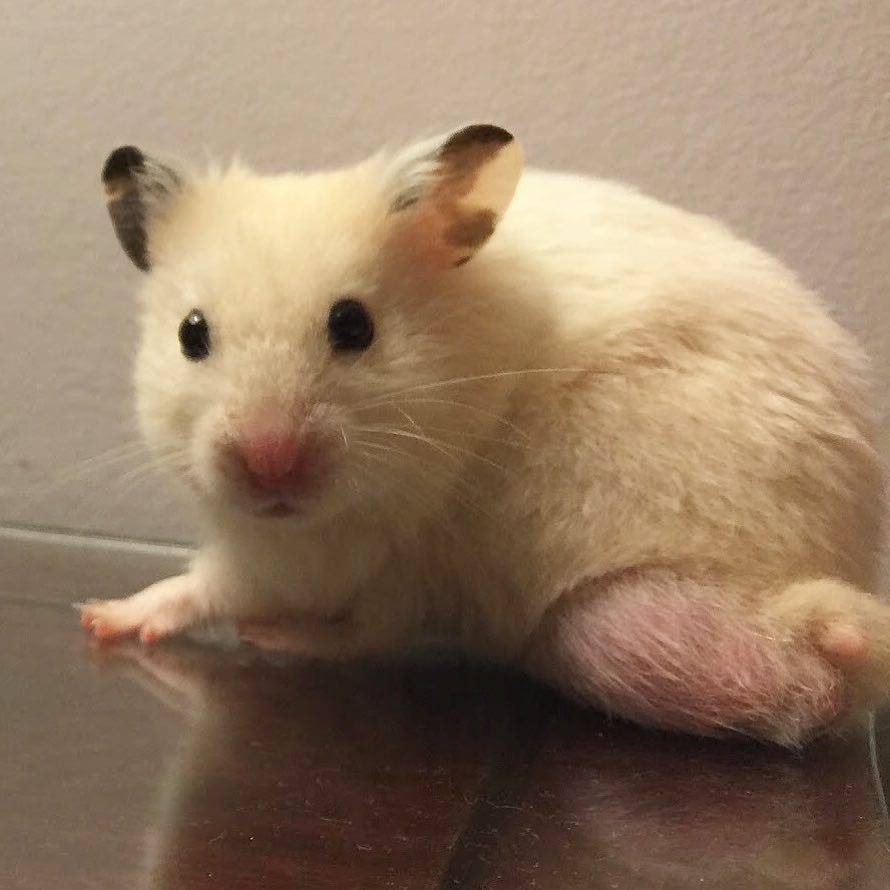 Young Syrian hamster showing wet tail emergency signs