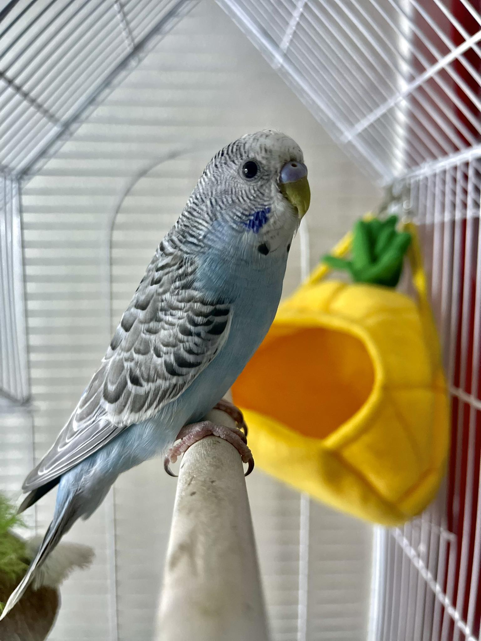 Young UK child interacting with friendly pet budgie in cage