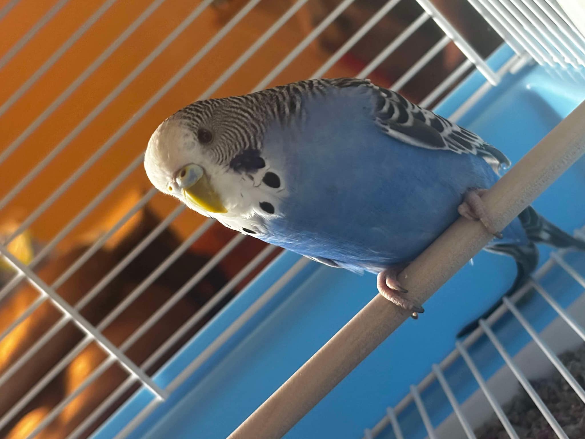 Young budgie active playful in well-lit UK home cage