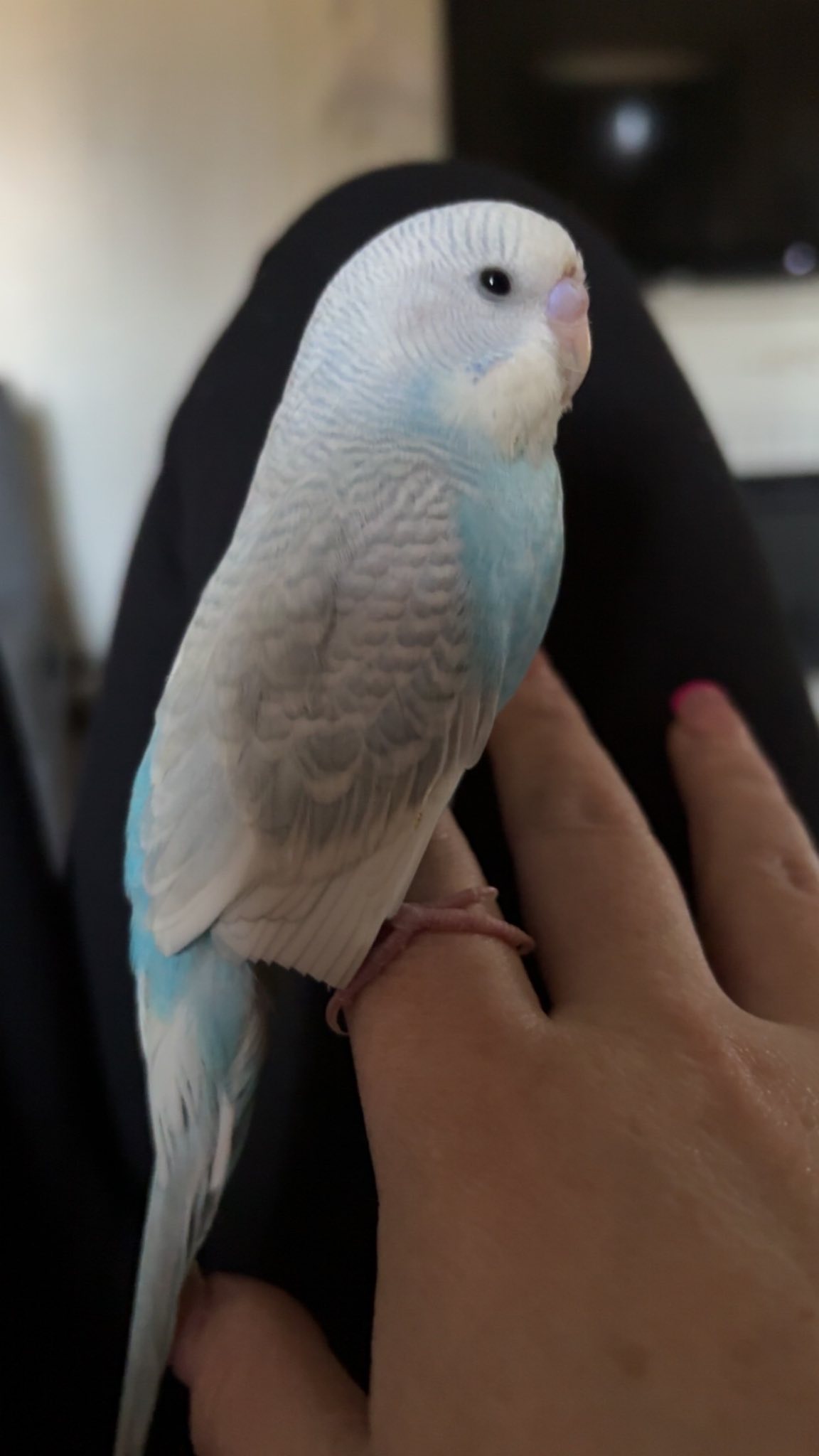 Young budgie being handled and tamed at Paradise Pets Swindon