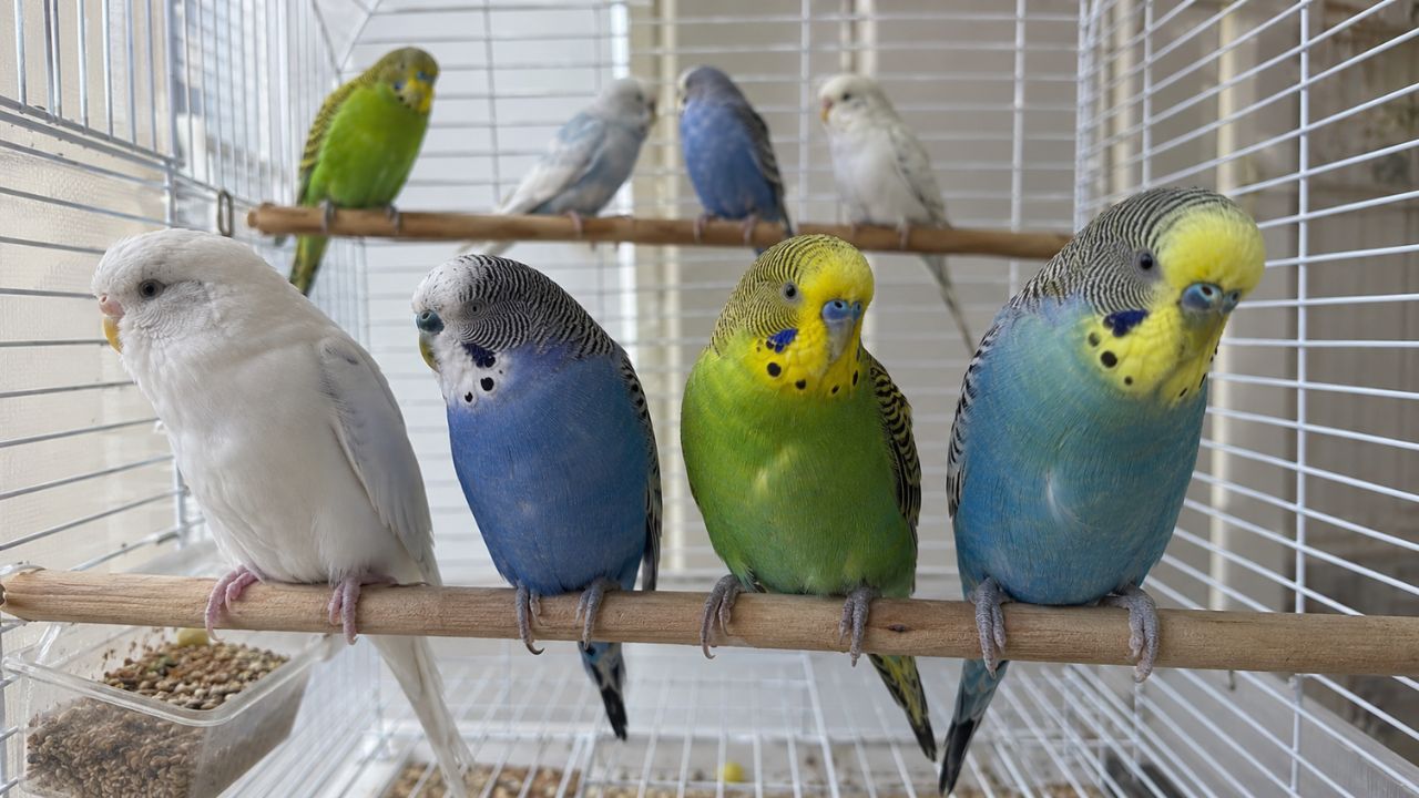 best budgie beginners flat paradise pets swindon