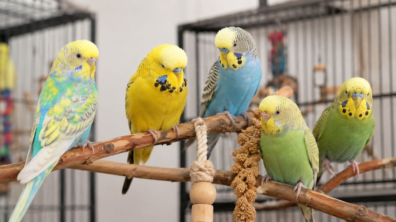 best budgie breeds beginners paradise pets swindon
