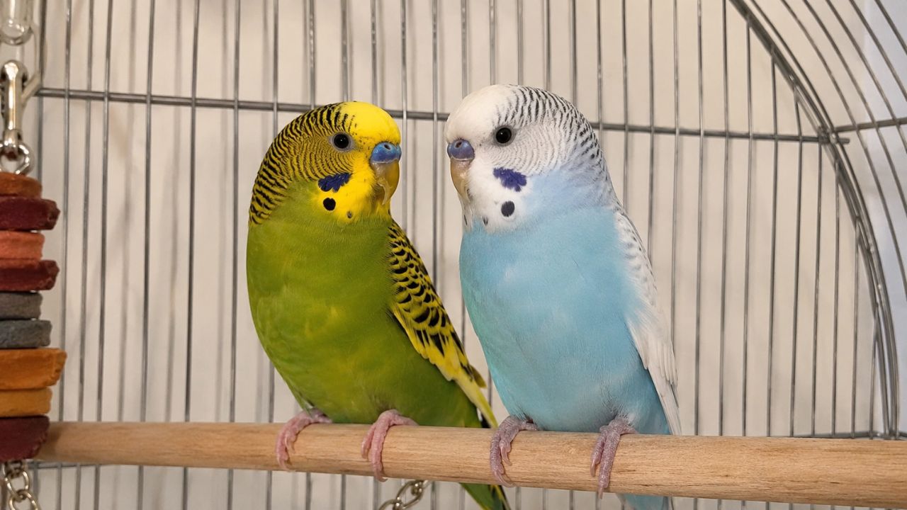 best budgie breeds for beginners