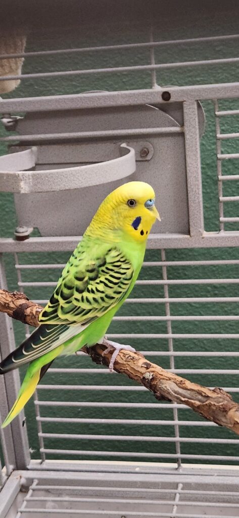 budgie beak health cuttlefish UK