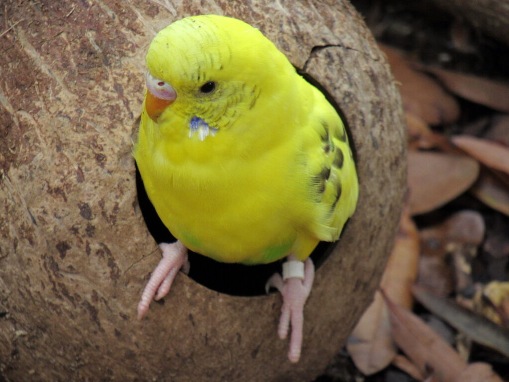 budgie beak sounds comparison UK