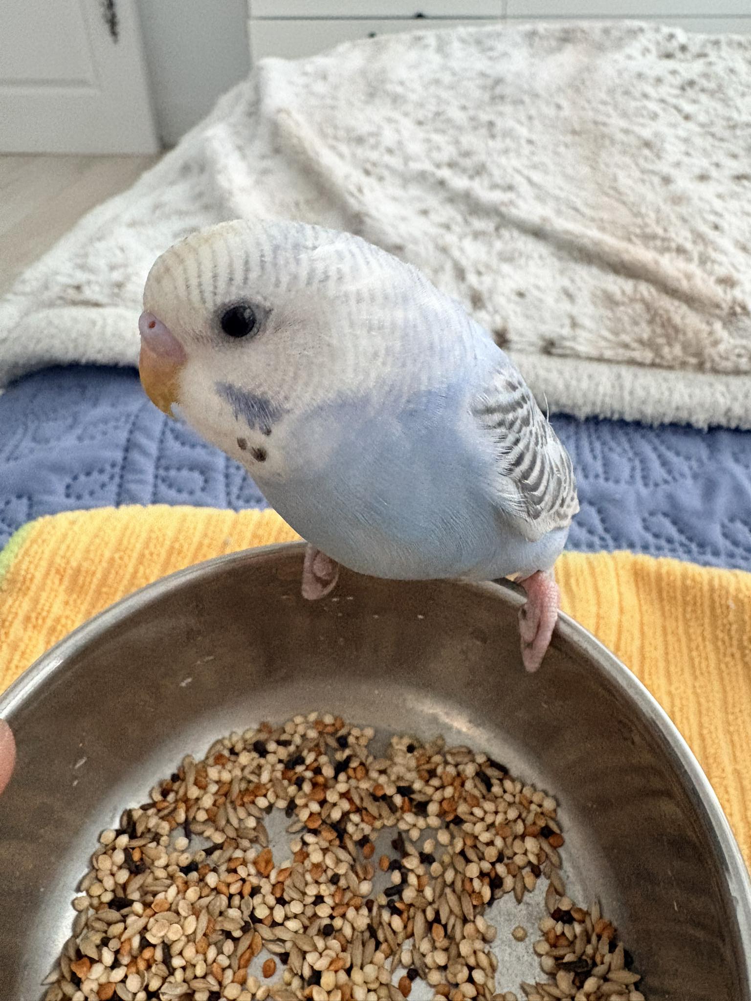 budgie being weighed on kitchen scale