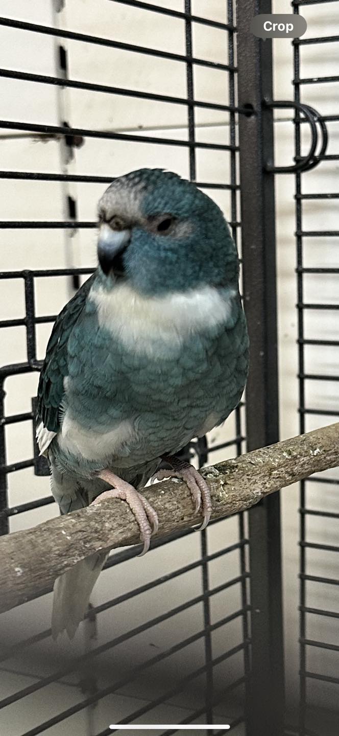 budgie blue cere at Paradise Pets Swindon