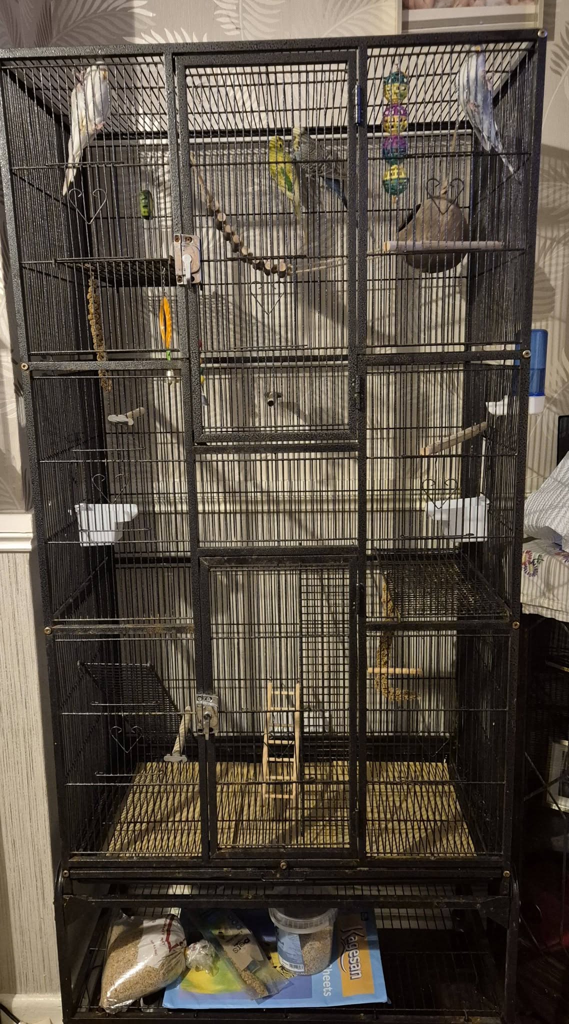budgie cage eye level older owner home uk
