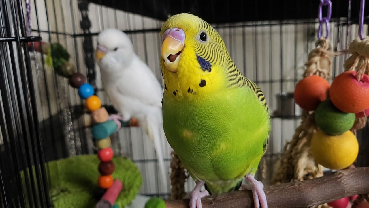 budgie clicking beak