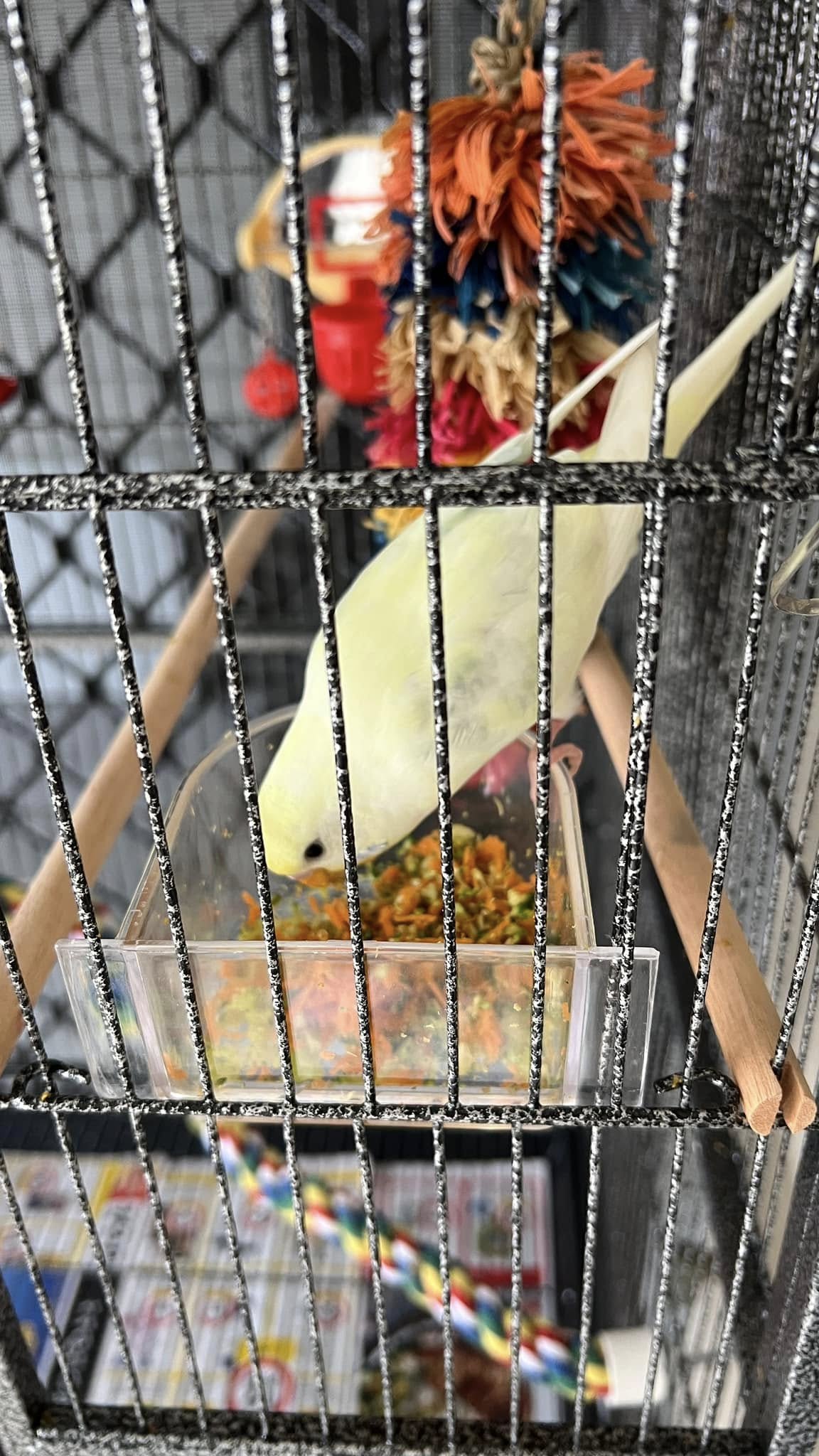 budgie diet with seeds pellets and vegetables